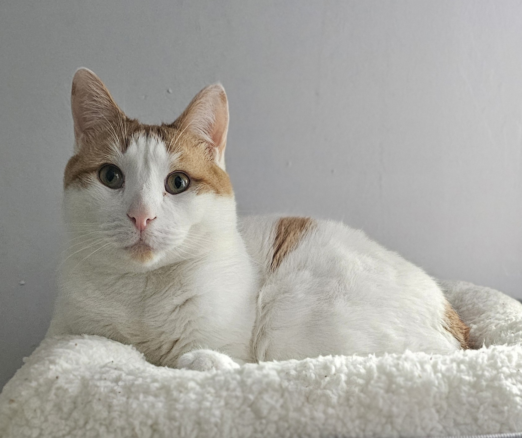 Senior Pet Home New York cat photo